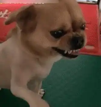狗狗敢对人龇牙咧嘴,一巴掌下去画风突变