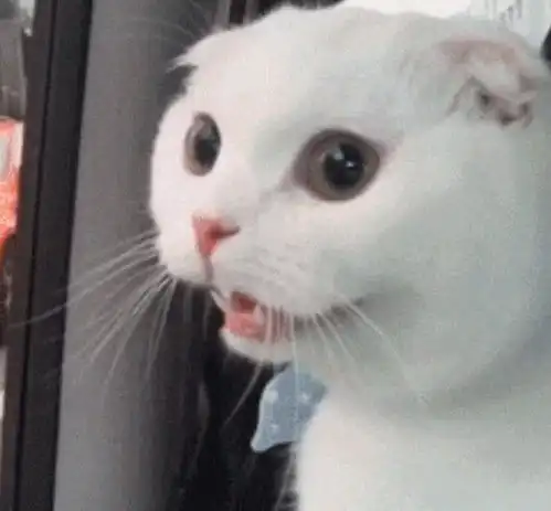 猫咪第一次坐豪车,高兴成了狗子,主人低头一看笑乐