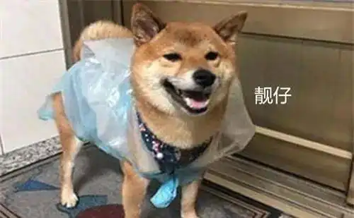 女子自制雨衣带柴犬出门,路人看了羡慕这是什么限量版