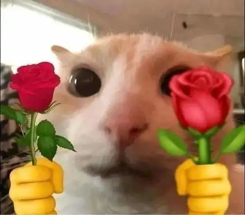 表情包丨敲可爱猫咪表情包