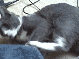 猫究竟会多少种武功