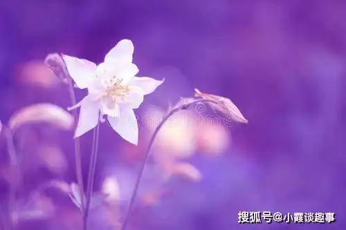 元气满满的朋友圈流行句子,唯美阳光,越读越爱
