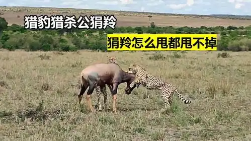 花豹试图猎杀豪猪幼崽,反被扎了一身倒刺,千万不要招惹豪猪