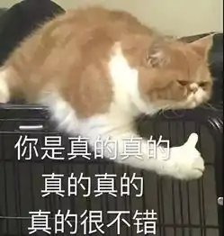 第一次当爹妈,又激动又惶恐,新手养猫必备list1