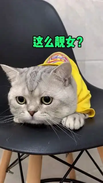 当我带我女朋友回家后,我家猫的表情绝了