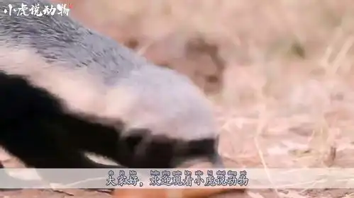 花豹突然袭击小蜜獾,结果遭蜜獾妈妈强势反击,花豹大哥我错了
