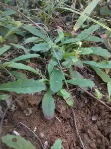 请问这个草药叫什么名字味道极苦
