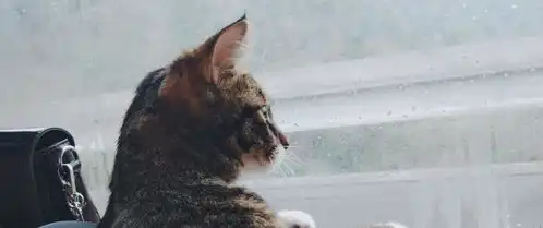 从四川到深圳,这只狸花猫一路都是好奇的表情,让人忍不住想笑