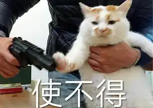 猫咪猝死并非不可预防,主人需仔细观察爱猫日常活动