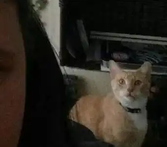 女主人梳了一个牛角头正在自拍,结果却看到猫在背后,它的表情