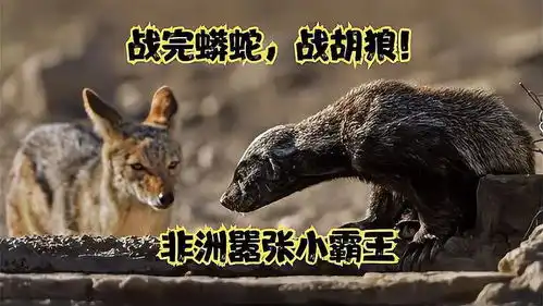 草原平头哥蜜獾,同时对战非洲巨蟒和胡狼,蜜獾的一场苦战