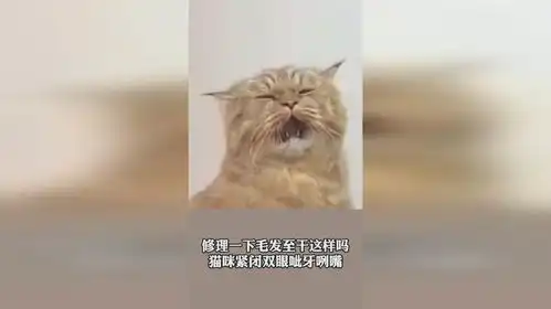 修理一下毛发至干这样吗猫咪紧闭双眼呲牙咧嘴这个表情有点复杂呀