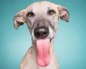 德摄影师拍三萌犬吐舌大笑俘获人心