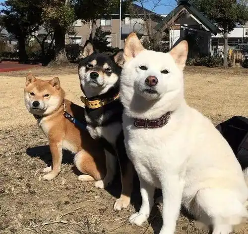 如何挑选柴犬幼犬各个毛色的柴犬价格有差别吗