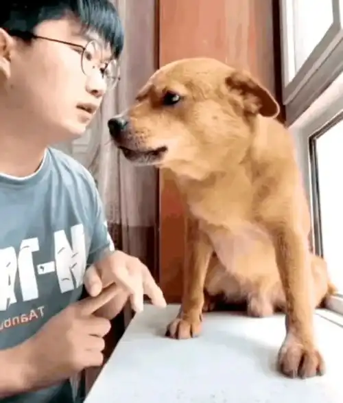 小胖科学家事件在驯化和虐待之间,远非一根针的事