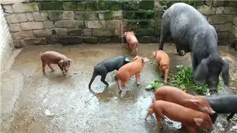 见过这种颜色的猪吗传说中的土豪猪
