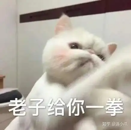 猫咪不听话就打,棍棒底下出好猫