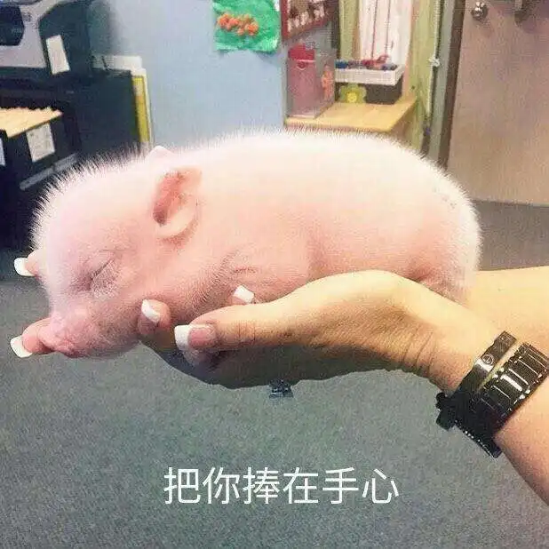 网易否认投资养鸡,10万的一头的猪可比养鸡有钱途