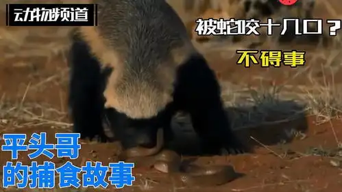 蜜獾捕食小蛇,即使伤痕累累,也要决战到底