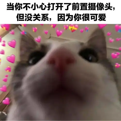 谢谢猫猫,你也很可爱