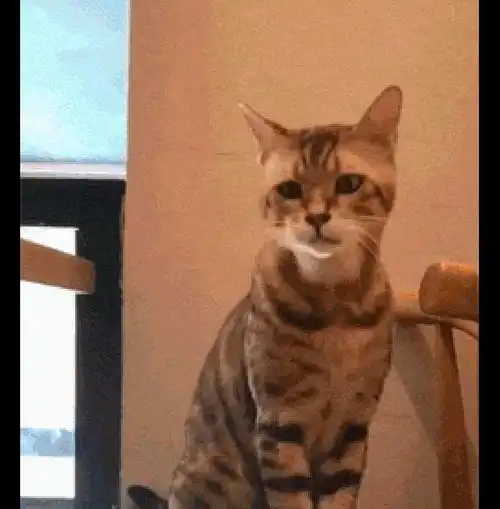 主人拍下了猫打哈欠的模样,表情也太狰狞了,看起来有点恐怖呢
