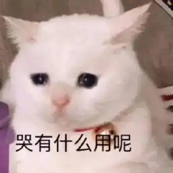 会流泪的小猫咪能有什么坏心眼儿