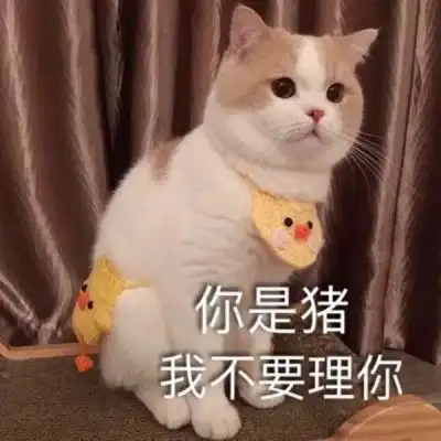 可爱猫猫