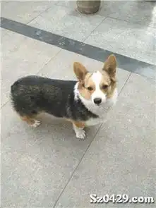 1元出售纯种柯基犬双血统