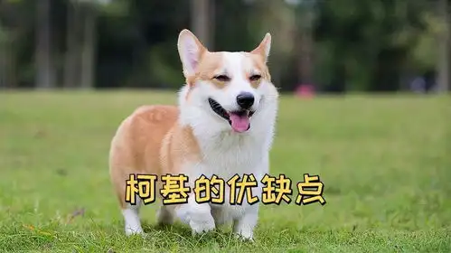 细数柯基的优缺点,看完你再决定养不养