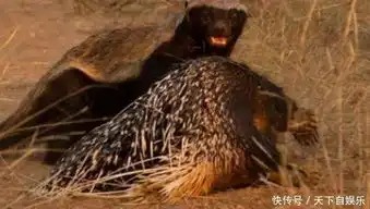平头哥再次怒怼豪猪,爆表成为草原中的杠把子,笑哈哈