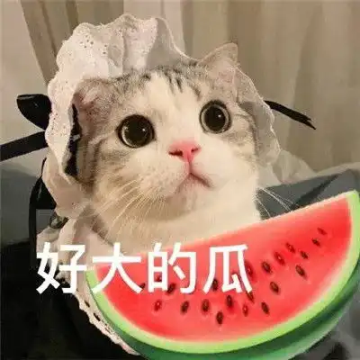 萌宠表情包听到八卦的我竖起了小耳朵