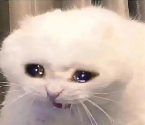 猫咪总是流眼泪,原因都在这里,还不快收藏