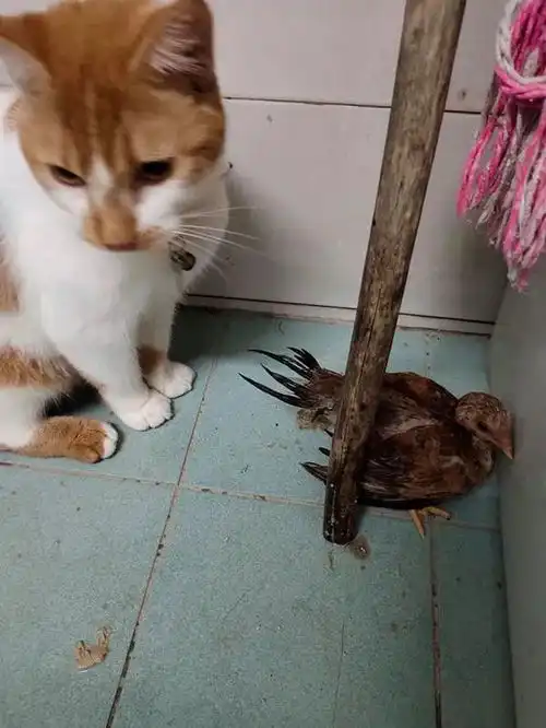 猫出去浪,回来时还抓了只鸡,把主人吓了一跳