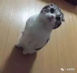 一朋友说有次上班快迟到忘了喂猫,结果