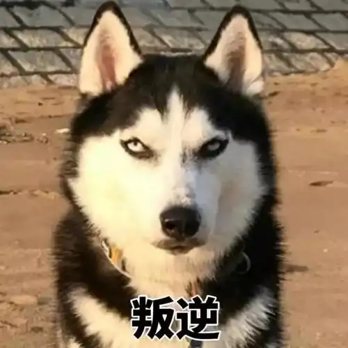 边牧先生的聪明全靠哈士奇女士的付出太多这对cp不在一起太可惜