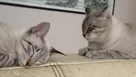 猫猫表情包大赏并没有黑他的意思努力创造更多表情包