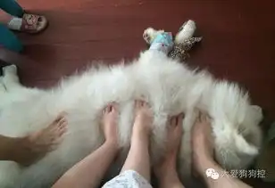 冬天来了,汪们奉献的时候到啦