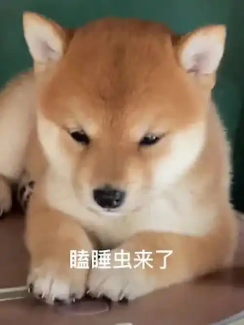 困了就快睡吧,别撑了豆柴宝宝成长记柴犬豆柴柴犬表情包