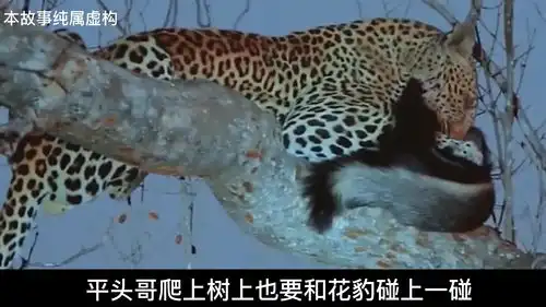 平头哥蜜獾与彪悍花豹缠斗,树上搏斗到树下却能与花豹打斗五五开