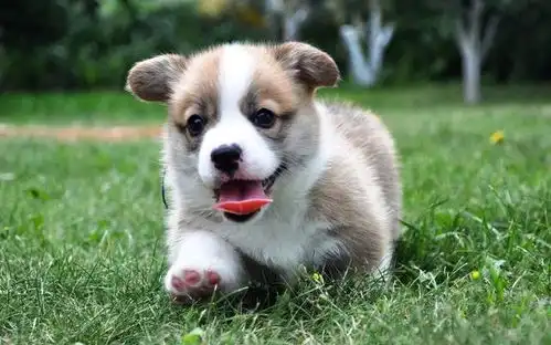 柯基犬爱你入骨了,才会做这6件事,真的很暖心