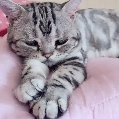 小猫天生苦瓜脸走红被称世界上最悲伤喵星人