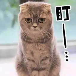 超可爱猫咪撒娇表情包撒个娇萌死你