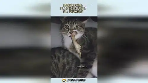 猫咪呲牙咧嘴,主人直接肉干攻击,猫这这对吗