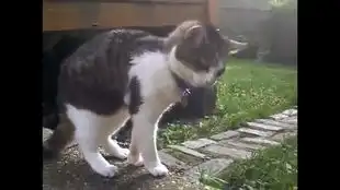偷吃葱葱的猫,表情萌翻