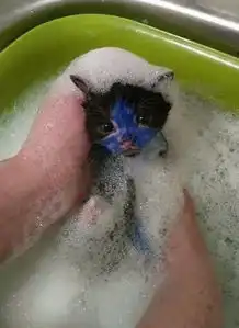 2只小奶猫遭受虐待,表情可怜的哭了