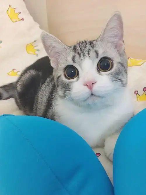我家猫是个行走的表情包