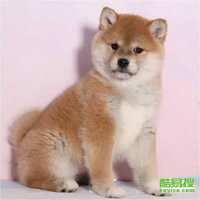 南京酷易搜