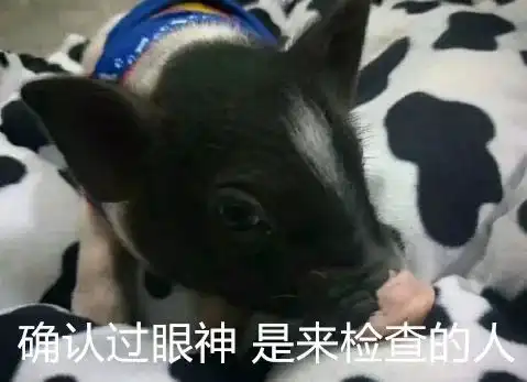 哈哈哈有学生因寝室内养小猪佩奇,被通报了
