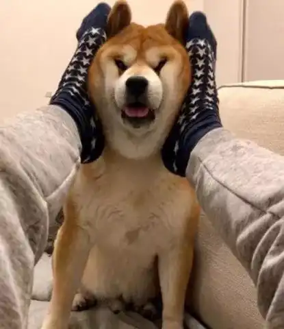 如果可以,一定要养一只柴犬,这狗太好欺负了