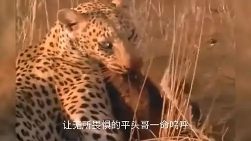 平头哥蜜獾不惧胡狼的围攻,却遭到花豹致命的偷袭,一命呜呼